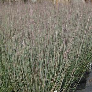 Schizachyrium scoparium Carousel - Little Bluestem