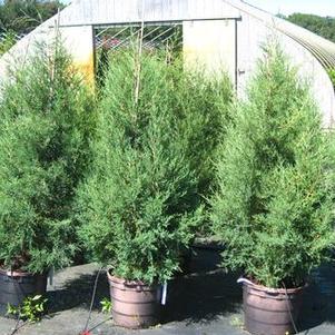 Juniperus virginiana - Eastern Redcedar