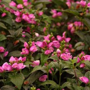 Chelone obliqua Tiny Tortuga - Turtlehead