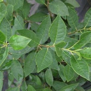 Ilex verticillata Jim Dandy - Winterberry