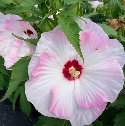 Hibiscus x Summerific® 'Ballet Slippers' - Rose Mallow