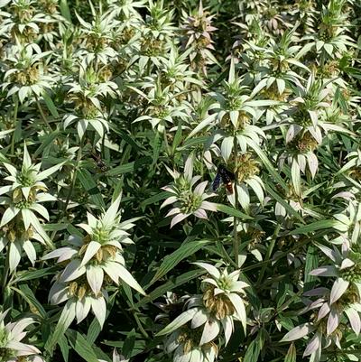 Monarda punctata - Spotted Bee Balm