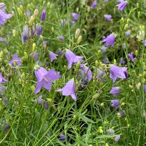 Campanula rotundifolia - Harebell - Bluebell