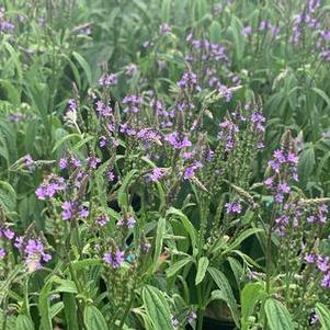 Verbena hastata - Blue Vervain