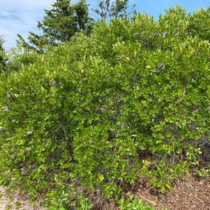 Myrica pensylvanica - Northern Bayberry