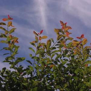 Nyssa sylvatica Wildfire - Black Gum - Black Tupelo