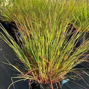 Schizachyrium scoparium Blaze - Little Blue Stem