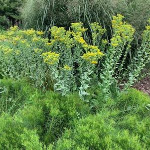 Solidago rigida - Stiff Goldenrod