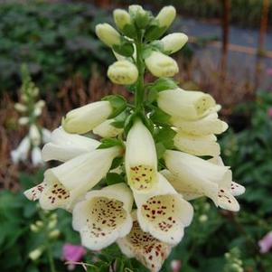 Digitalis purpurea Foxy - Common Foxglove