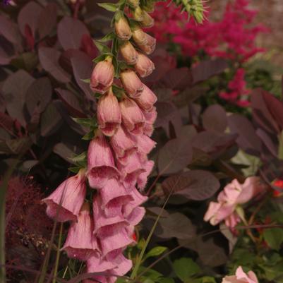 Digitalis x mertonensis - Strawberry Foxglove