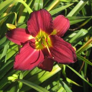 Hemerocallis Pardon Me - Daylily