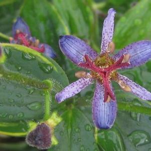 Tricyrtis formosana Samurai