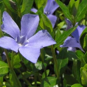 Vinca minor Bowles Variety