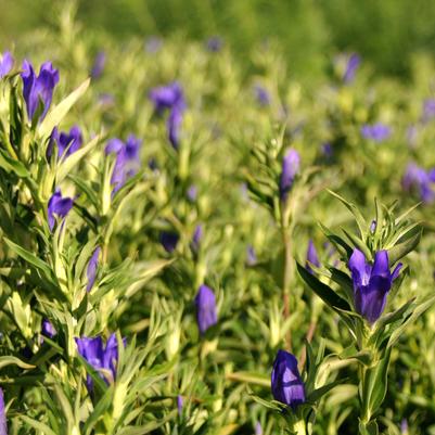 Gentiana True Blue