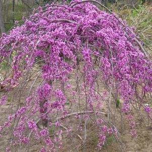 Cercis canadensis Lavender Twist™