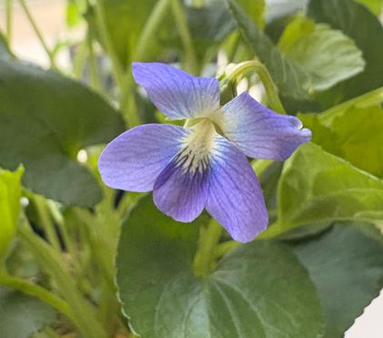 Viola soraria: Friend, Foe, or Fritillary Feast?