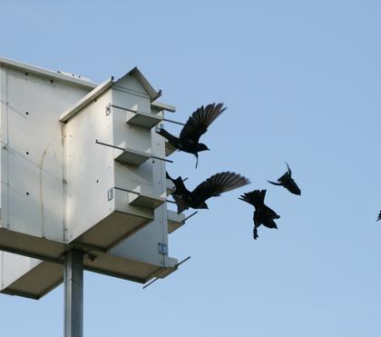 The Punctual and Playful Purple Martin