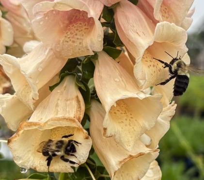 Digitalis: A Dazzling Dance with Death