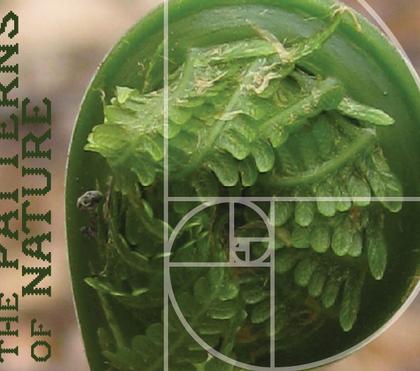 Patterns Reflected in Nature