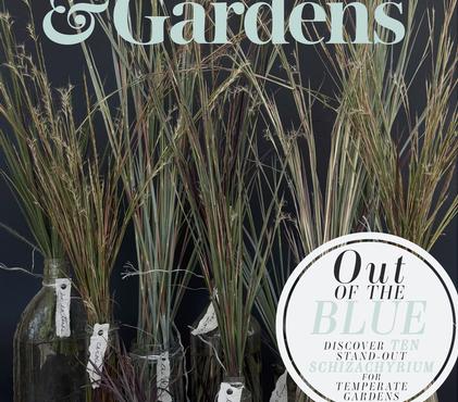 Short, Sweet, Schizachyrium