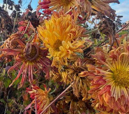 Welcome, Nove-mum-ber