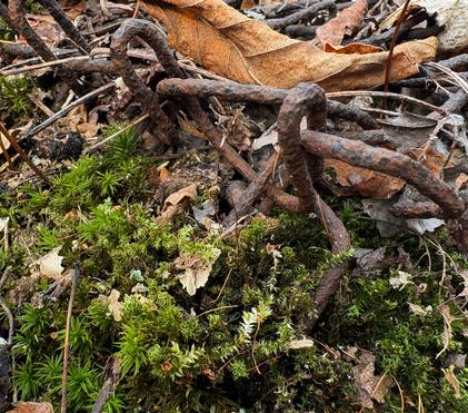 Old Bones & New Beginnings