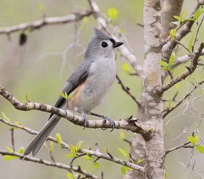 The Triumphant Tufted Titmouse