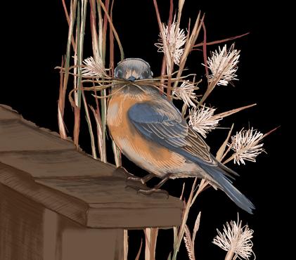 Bulletproof Broomsedge