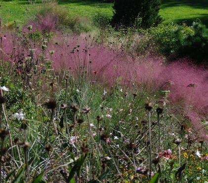 In the Mi(d)st of Muhly Grass