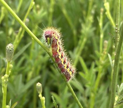 The Caterpillar Effect