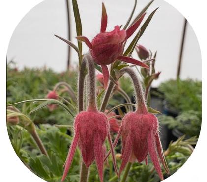 Paradox of the Prairie