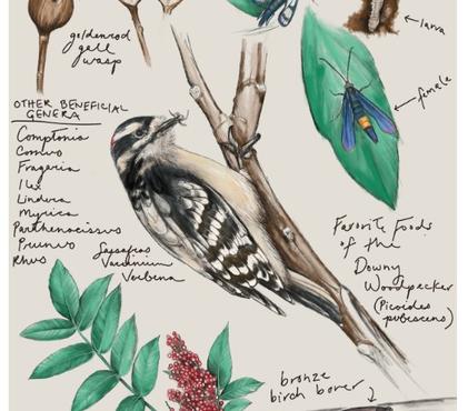 The Lowdown on Downies