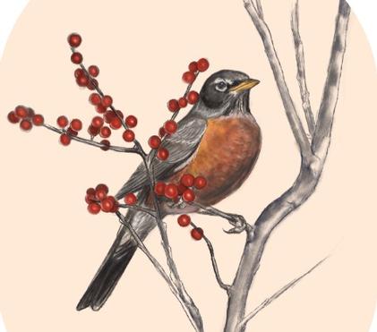 Turdus is the Wordus