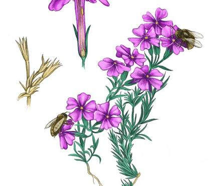 Phloxosophy