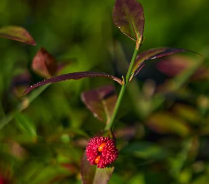 Plants in the Pipeline