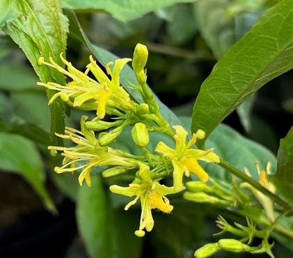 Plants in the Pipeline: PART II