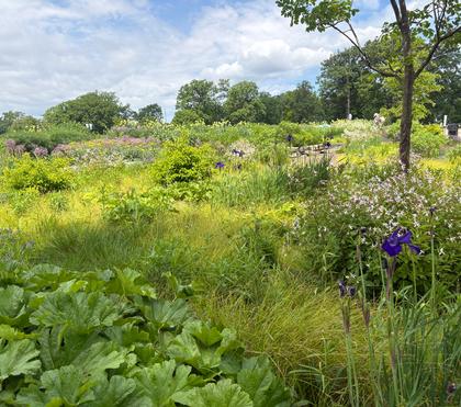 Botanical Backbones: The Plants that Bind