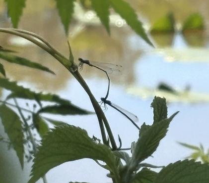 Well, Hot Damselfly!