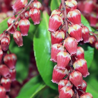 Primavera de Pieris!