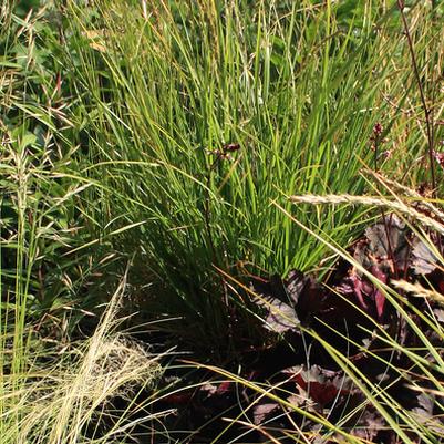 Poetic Poaceae