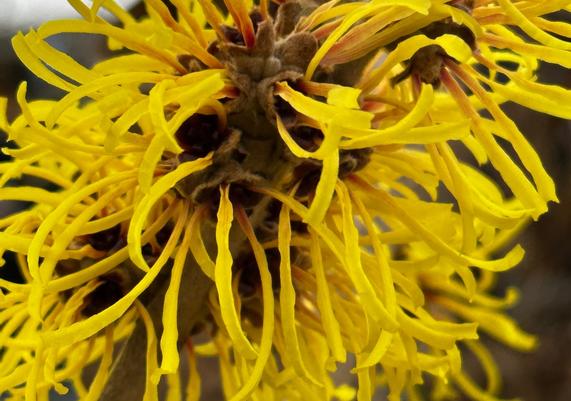 Hamamelis mollis 'Wisley Supreme'