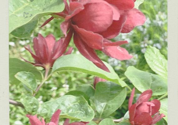 Calycanthus Hartlage Wine