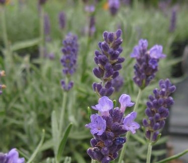 Lavandula angustifolia Hidcote