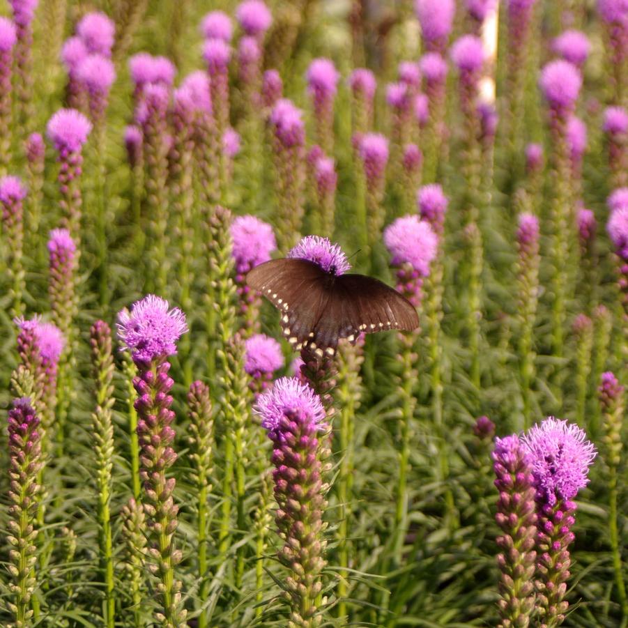 Liatris spicata 'Kobold' - Gayfeather from Pleasant Run Nursery