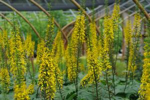 Ligularia stenocephala 'The Rocket'