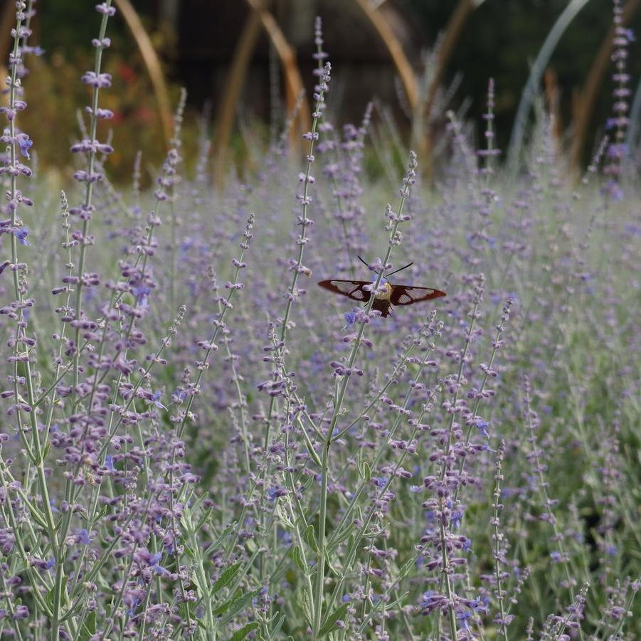 Perovskia atriplicifolia 'Little Spire' - Russian Sage from Pleasant Run Nursery