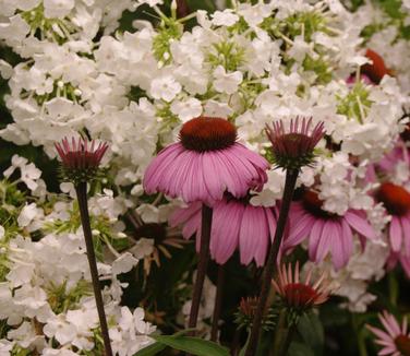 Phlox paniculata David