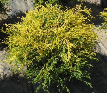 Chamaecyparis pisifera filifera 'Goldthread'