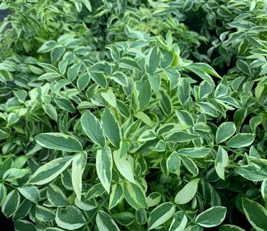 Polemonium reptans 'Stairway to Heaven' - Jacob's Ladder from Pleasant Run Nursery