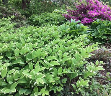 Polygonatum odoratum Variegatum - Variegated Solomon's Seal